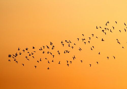 Vlucht vogels bij zonsondergang