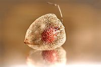 Physalis in Gold