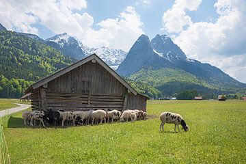 pâturage avec des moutons en train de brouter et une étable Grainau, vue sur le Wetterstein sur SusaZoom
