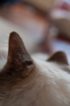 Cat's Ears von Lieke Roodbol