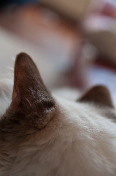 Cat's Ears by Lieke Roodbol