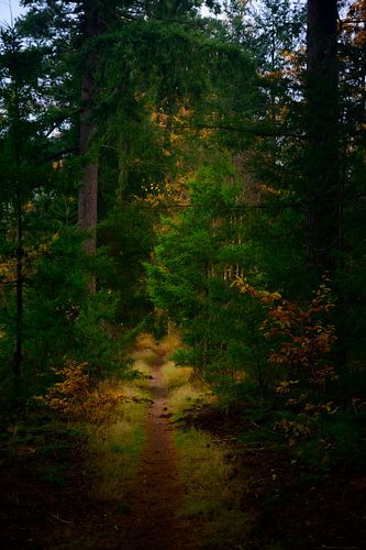 Pad door een beuken- en dennenbos tijdens de herfst