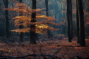 Herfstbos