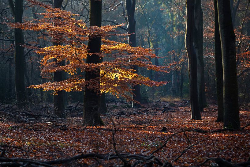 Autumn forest by Edwin Butter