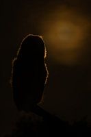 Junge Waldohreule bei Sonnenuntergang