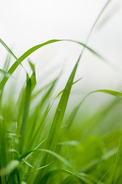 Gros plan sur l'herbe verte fraîche et abondante dans une prairie en été sur John Quendag