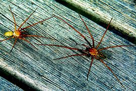 spiders in beautiful colours hairy legs on a wooden table by Gerard de Ridder