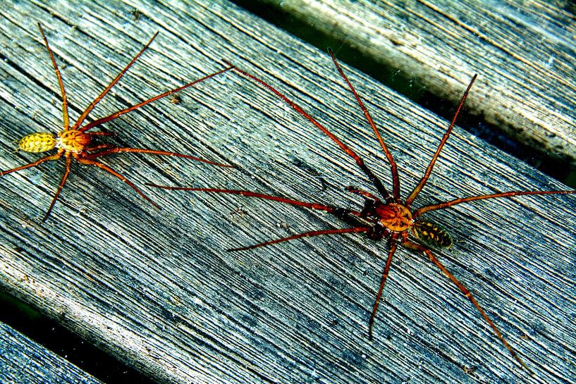 Spinnen in schönen Farben haarige Beine auf einem Holztisch von Gerard de Ridder