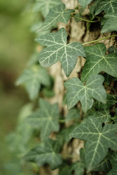 Wunderschöner grüner Klimop, der über den Baumstamm krabbelt von Diana van Neck Photography