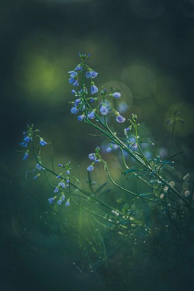 Blumen einer märchenhaften Welt. von Robby's fotografie