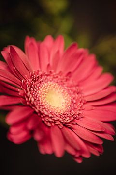 Gerbera Daisy Flower by Leo Schindzielorz