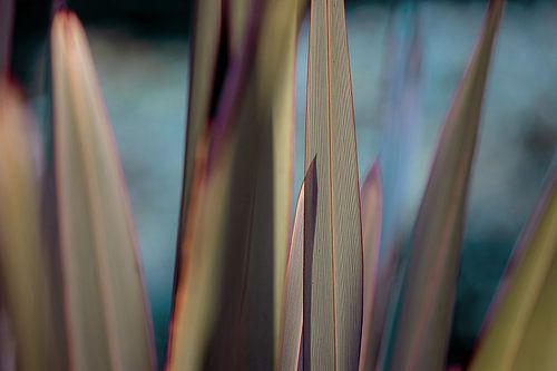 Kühle Linien von Gras