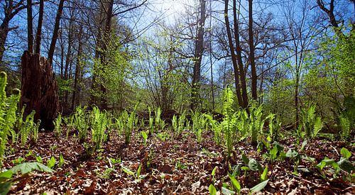 Lentebos