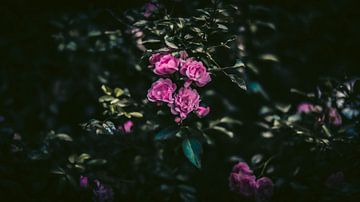 roses by AciPhotography