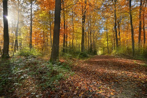 Autumn Forest