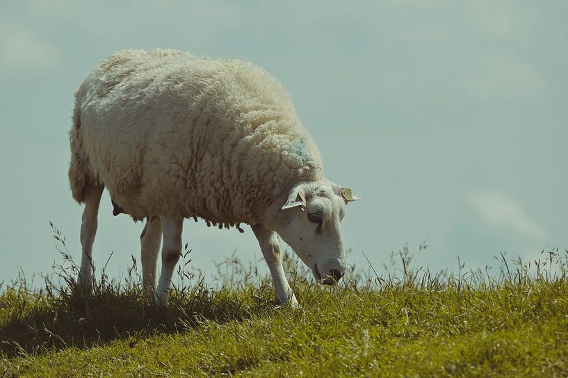 Woolly summer days by Hilde Remerie Photography and digital art