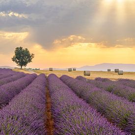 Bloeiende lavendel in de Povence tijdens zonsondergang van Sjoerd van der Wal Fotografie