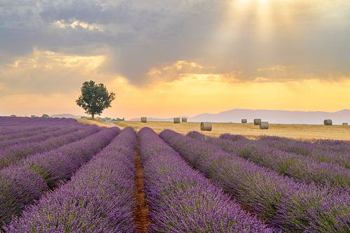 Bloeiende lavendel in de Provence tijdens zonsondergang