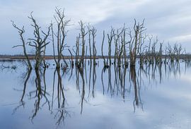 Ökologischer Park Tusschenwater - Zuidlaren - De Groeve (Niederlande)Ökologischer Park Tusschenwater - Zuidlaren - De Groeve (Niederlande) von Marcel Kerdijk