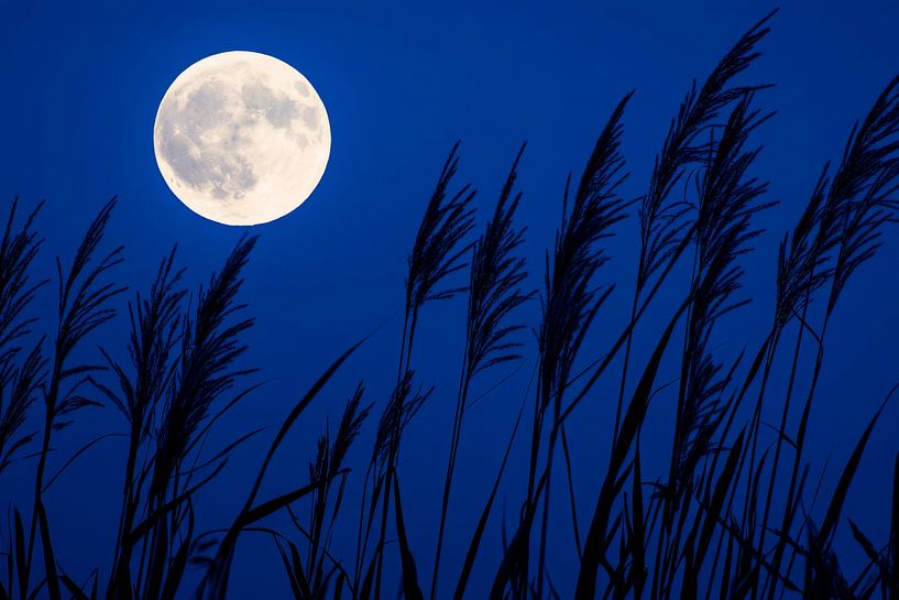 Full moon night by Poster Art Shop