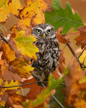 Barn owl in autumn colored leaves by Patrick van Bakkum
