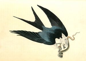 Faucon, Faucon à queue d'hirondelle, Audubon, John James, 1785-1851