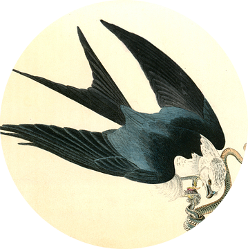 Havik, Swallow-tailed Hawk., Audubon, John James, 1785-1851