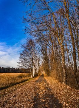 Belle piste le long des arbres à feuilles caduques en hiver avec un ciel bleu ensoleillé sur Alex Winter