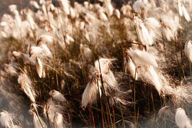 Dance of the Feathergrass by Torrentius