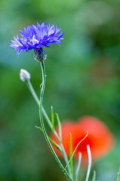 cornflower by ton vogels