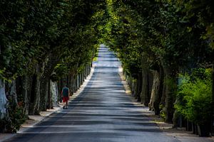 Allee der Bäume in Südfrankreich von Hugo Braun
