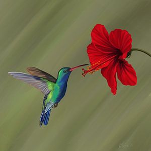 Colibri près d'une fleur d'hibiscus rouge