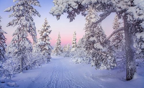 Winterwonderland
