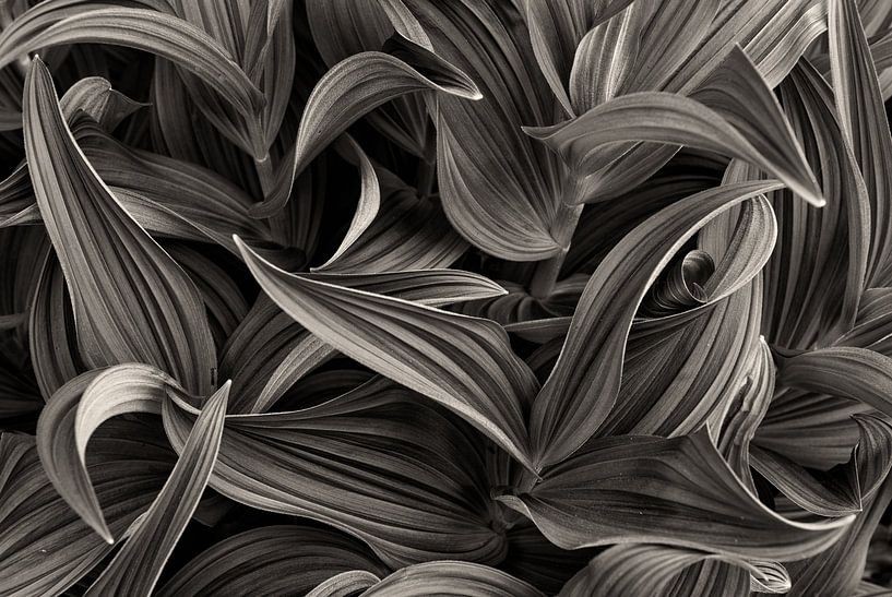 Leaves black and white by Denis Feiner
