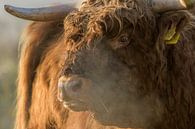 Schotse hooglander close up van Richard Guijt Photography thumbnail