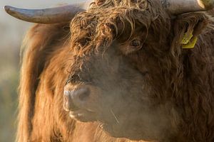 Highland cattle close up