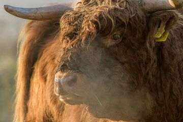 Schotse hooglander close up van Richard Guijt Photography