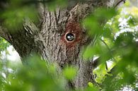 Woodpecker from tree by Jeroen Meeuwsen thumbnail
