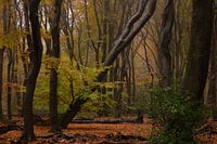The fallen tree