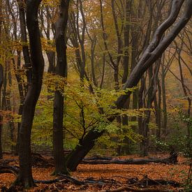 The fallen tree by Arno van der Poel