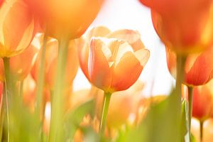 Tulipes orange/jaune aux Pays-Bas. sur Ron van der Stappen