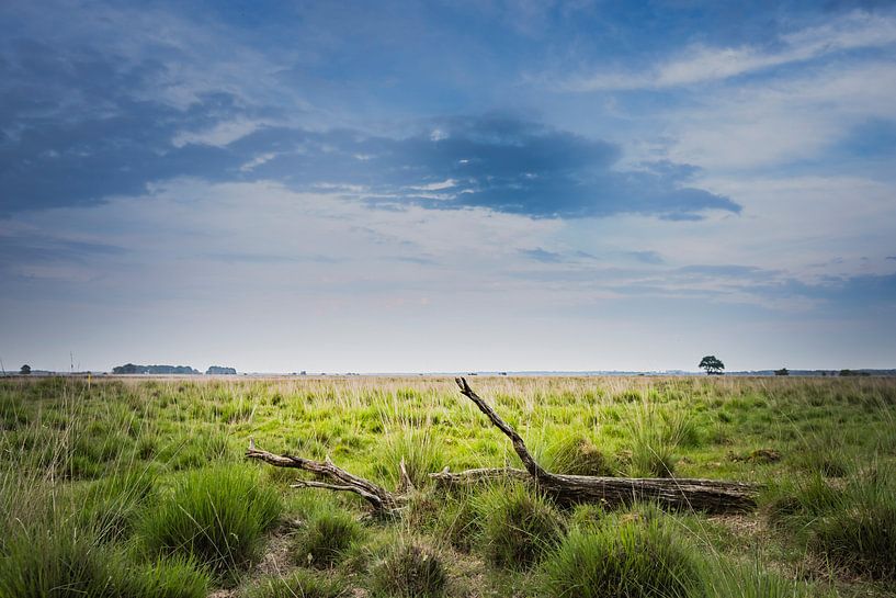 Dwingelderveld by Freddy Hoevers