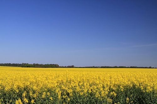 Blühendes Rapsfeld