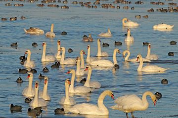 Höckerschwan von Paul van Gaalen, natuurfotograaf