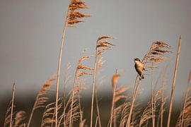 Série Phragmite des roseaux