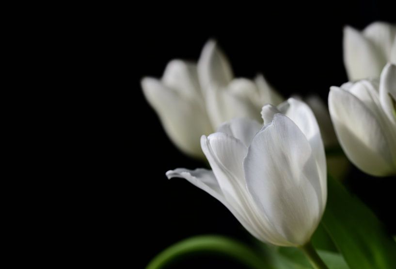 Weiße Tulpen vor dunklem Hintergrund von Ulrike Leone
