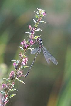 Gewone houtpantserjuffer