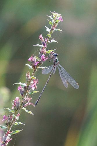 Gewone houtpantserjuffer