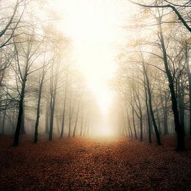 Heilooërbos in de mist. von Teun IJff