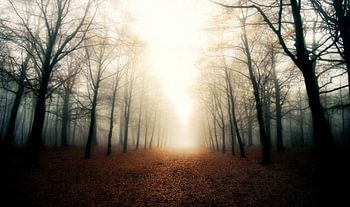 Heilooërbos in de mist.